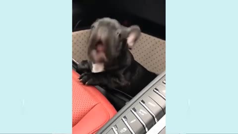 Cute funny puppy dance and playing video
