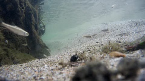 Healing Music #underwater for #sleeping #relaxing #meditation/ Música sanadora debajo del #Agua