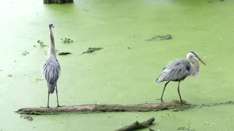 Great Blue Herons on a log in Florida swamp