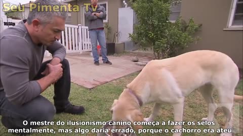 E SE O ENCANTADOR DE CÃES FOSSE NA BAHIA - Paródia Redublagem (Seu Pimenta Tv)