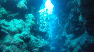 Coral reef and water plants in the Red Sea, Dahab, blue lagoon Sinai Egypt 2