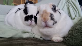 Cozy Bunny Cuddles