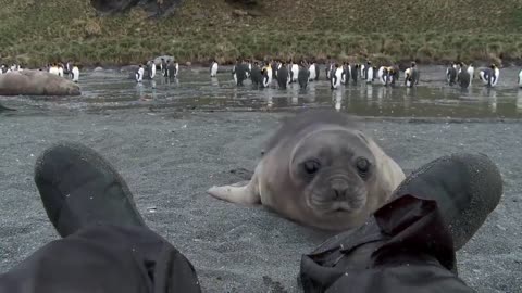 Curious Baby Seal Approaches Cameraman?