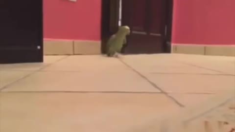 videos of funny parrots.