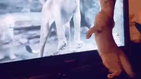 Cat Watching Lion King 👑