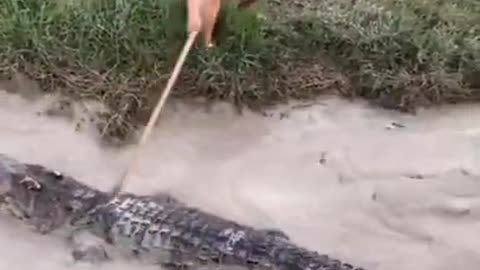 MAN FEARLESSLY TEASES A CROCODILE USING A STICK!