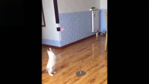 cat is playing with a ball