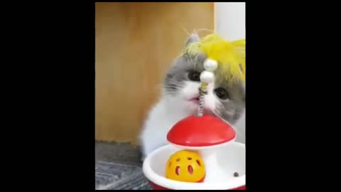 A cute kitten playing with toy