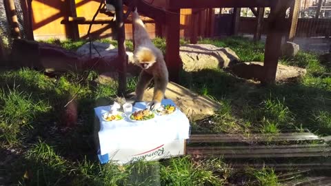 Cute Gibbons playing & climbing