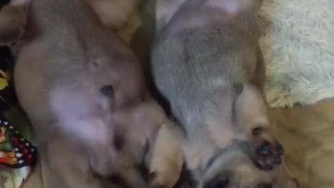 sleeping puppies