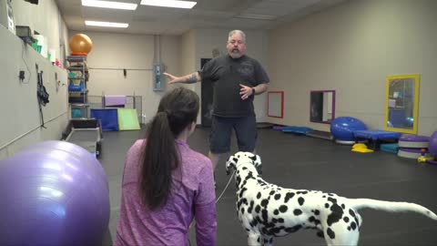 5 easy step to dog training in 2021