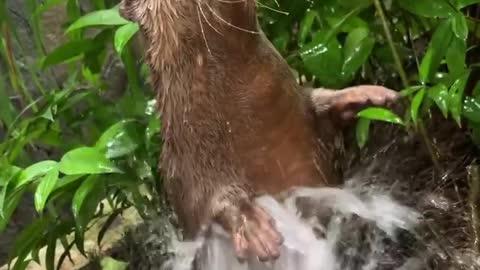 Mr. Otter like the sunday sky and bath