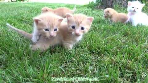CAMERA REDCORDED-Funy cats and kittes meowing