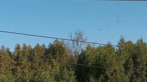 Geese Flying South For The Winter