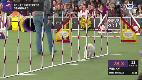 Watch 5 of the best WKC Dog Show moments to celebrate National Puppy Day