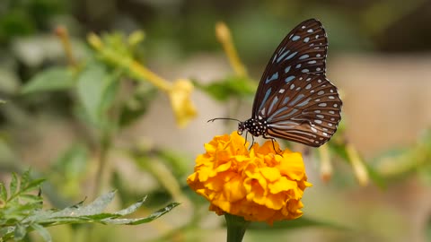 Butterfly eating nectar in flowers