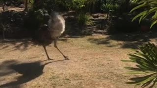Jack Russell and Emu Playfully Chase Each Other