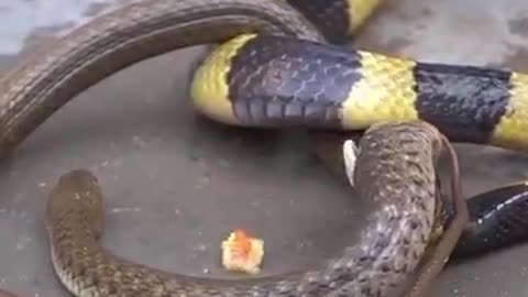 big snake eats small snake