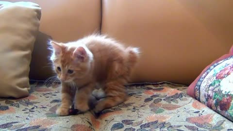 AAV Little Kitten Playing His Toy Mouse