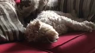 White dog laying in sofa moving around