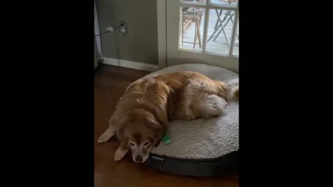 Golden Retriever that is All Business in the front, Party in the back