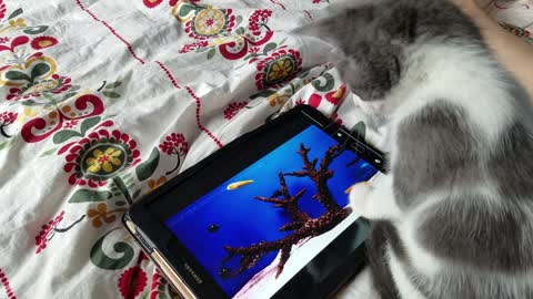 Kitten tries to scoop out fish from tablet