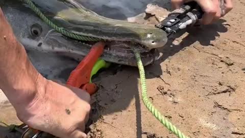 There’s allot of ways to unhook an alligator gar this is generally the method I employ