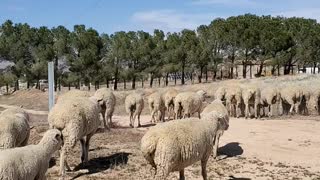 Sheep field