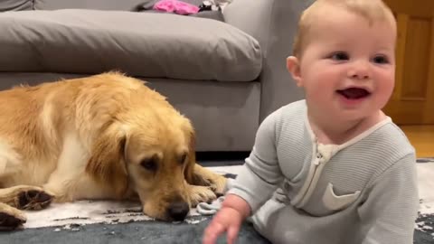 Golden Retriever Pup Makes Baby Cry But Says Sorry! (Cutest Ever!!) 22