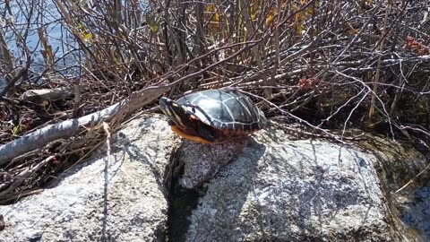 Painted Turtle