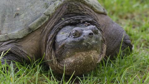 Close Up of a Common Snapping Turtle