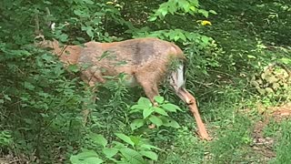 Petting my DEER friend up close and personal 😍