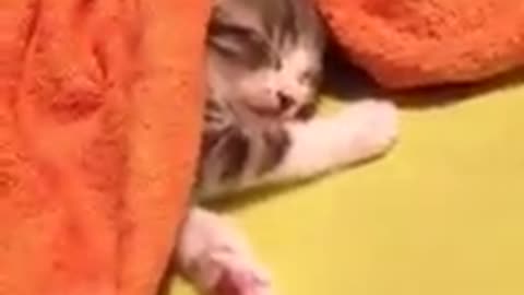 A cute cat who is suddenly drowsy