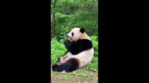 Baby Panda 1