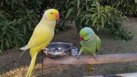 Yellow Ringneck Parrot Fighting with Green Ringneck Parrot