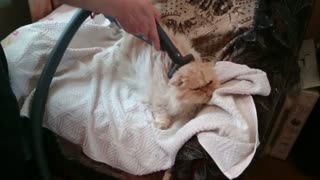 Cat enjoys grooming from vacuum cleaner