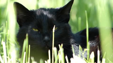 Black cat in the garden