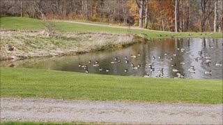 On The Phillips' Pond