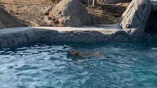 Doggy Takes an Unexpected Slide Into Pool