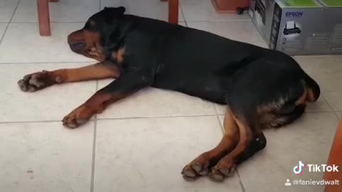 African Rhythm Rottweiler