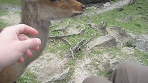 WATCH The Most Friendliest Deer