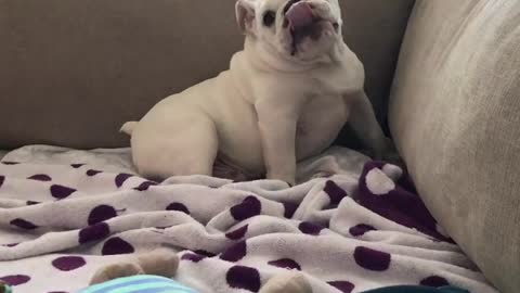 BullDog Playing On Couch