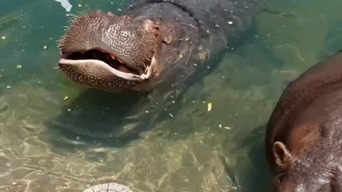 Hungry Hungry Hippos Have Lunch