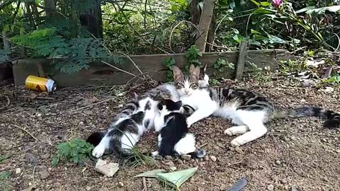 Gatinhos mamando na mãe gata