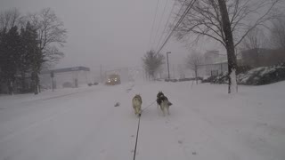 Bikejoring Husky Run