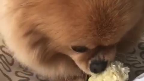 Dog Eats Corn Like A little Human