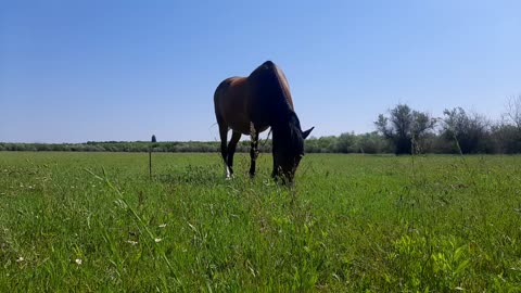 Horse walks on a green meadow on a sunny day