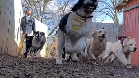 A man opens the door of 30 dogs, Joy walks to all the dogs