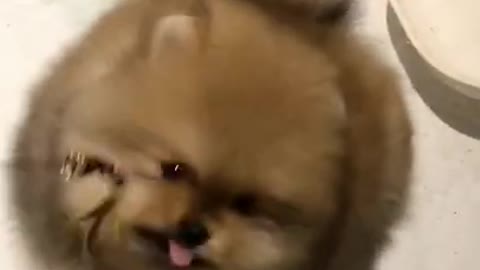 Very cute and funny puppy that you must see