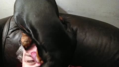 Doxie Dachshund washing my face.